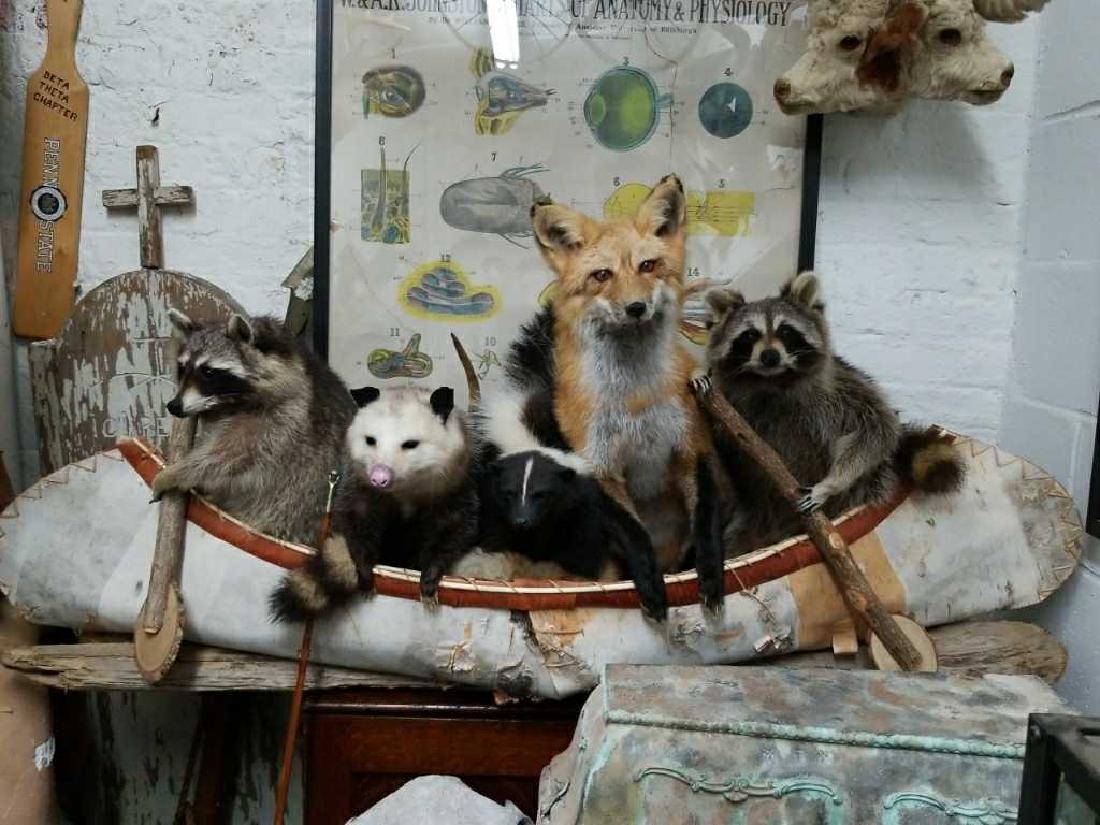 Canoe of Critters. Raccoons, Possum, Skunk, Fox: Life-Size Mount