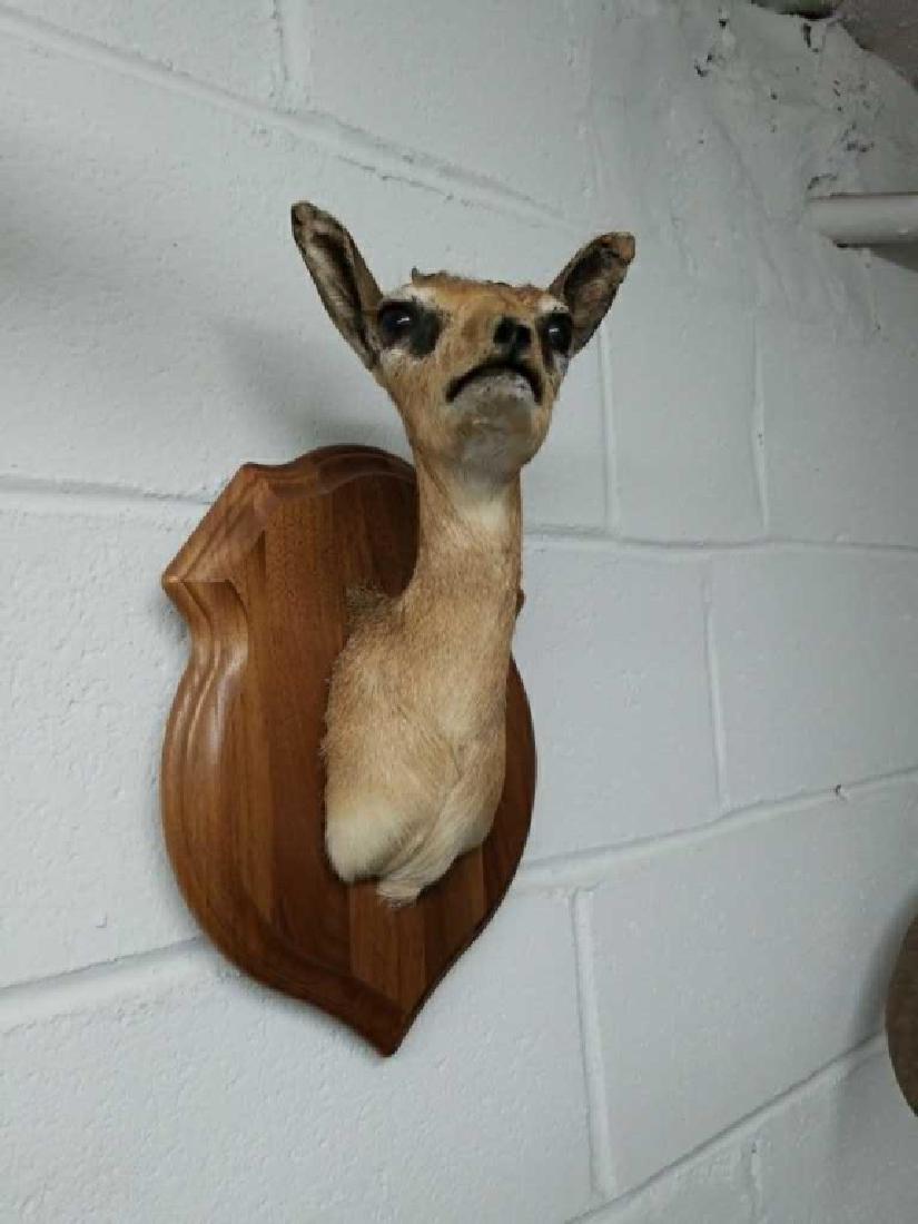 Dik-Dik African Antelope Mount: Shoulder Mount