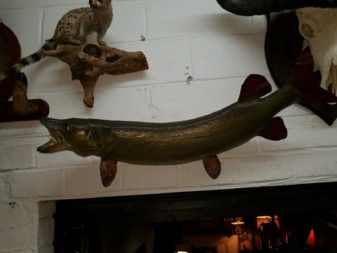 Musky Mount 36": fish