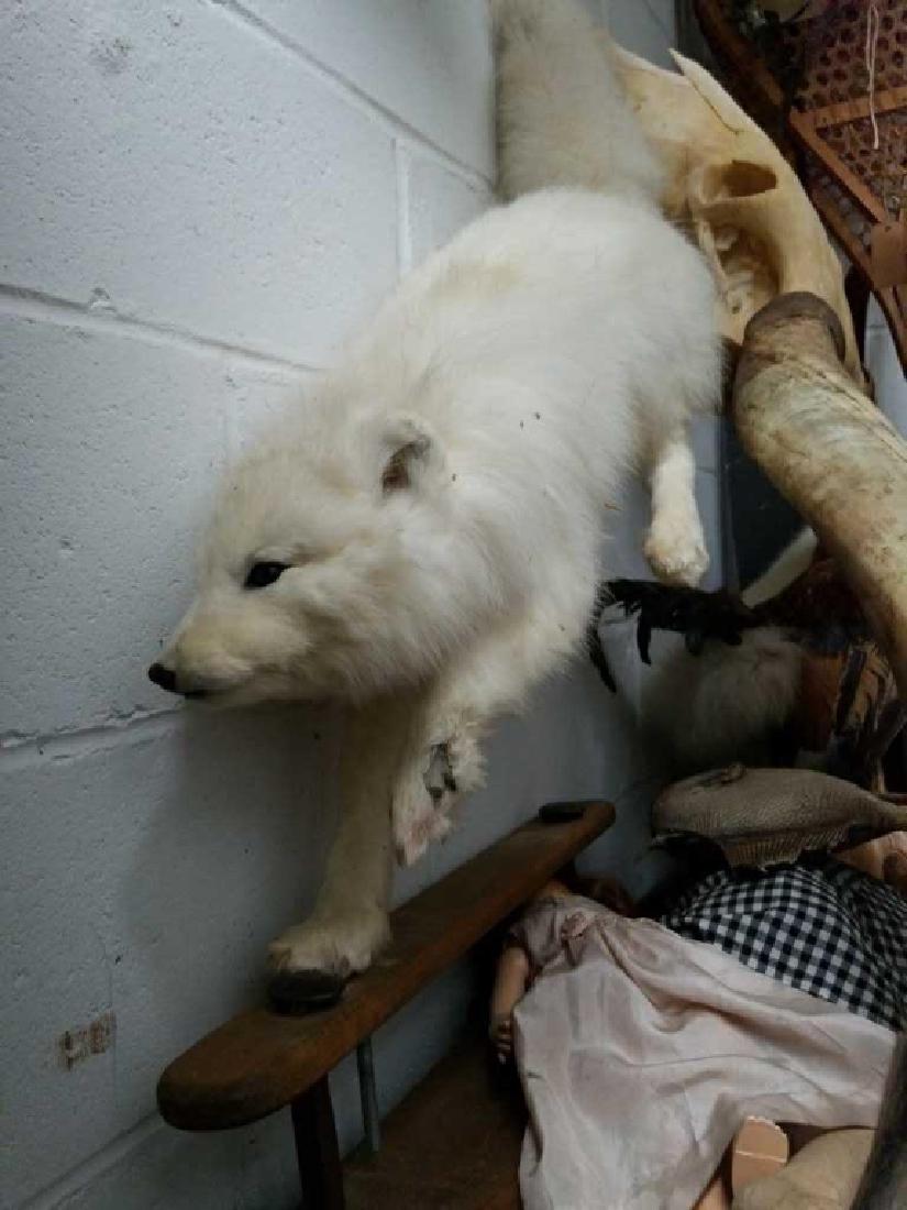 White Fox Life-Size Mount: Life-Size Mount