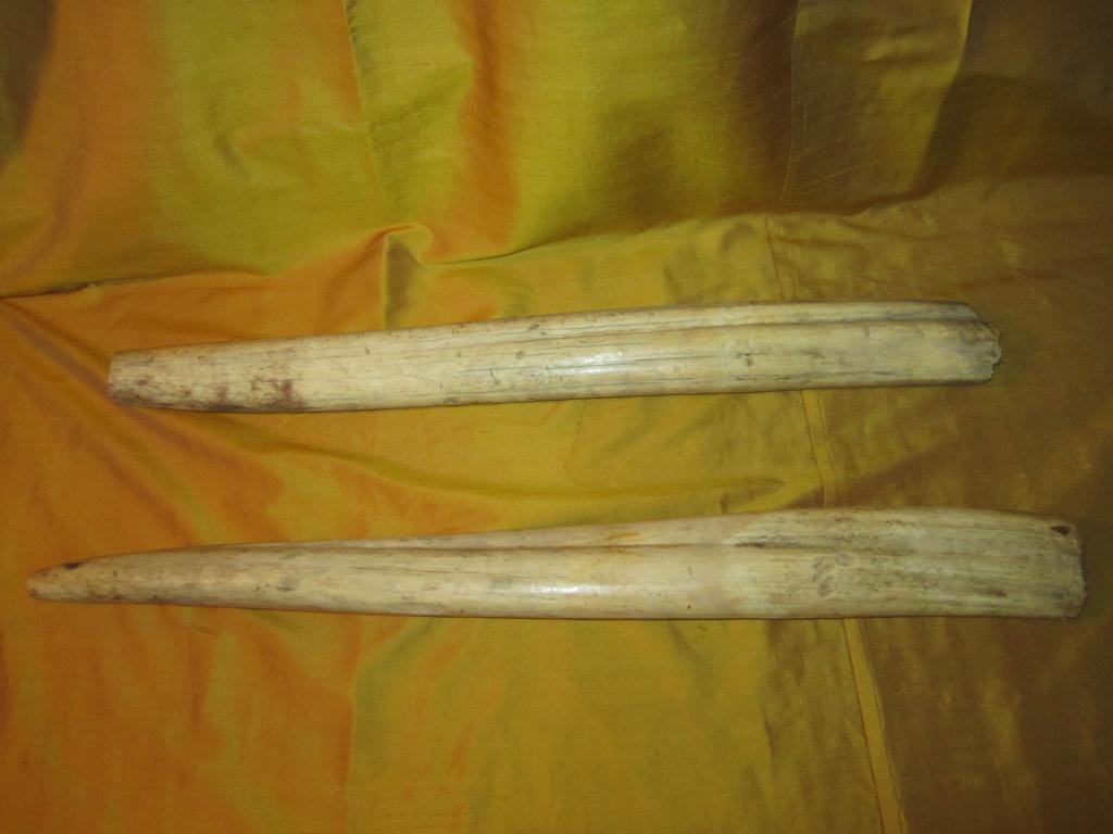 Pair Old Ivory Tusks: 26" and 24"