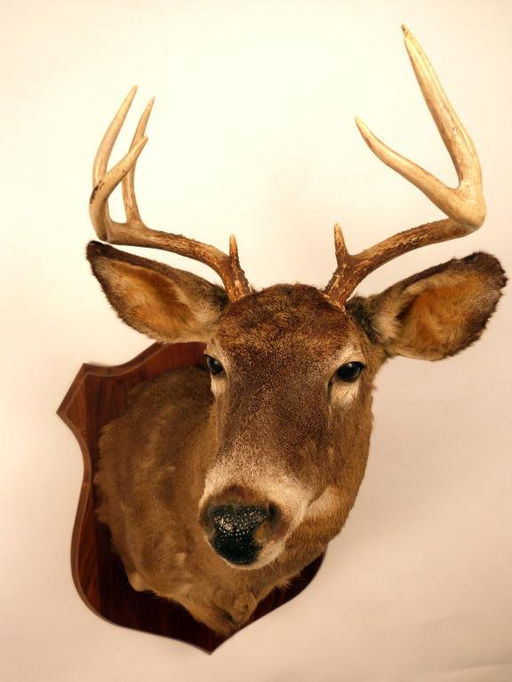 Deer Head Mount >> 405 White Tail Deer Head Mount On Board Apr 21 2012 Hutter Deer Head Mount >> 405 White Tail Deer Head Mount On Board Apr 21 2012 Hutter