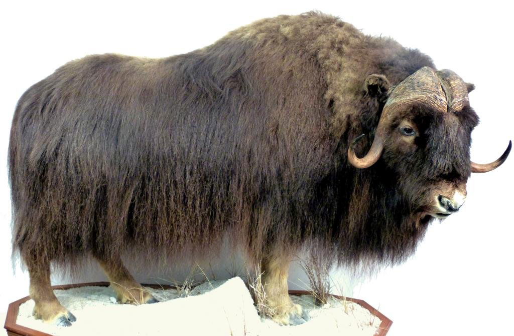 Arctic (Canadian) Muskox Full Mount on Platform: Award winning full natural mount on naturalistic platform base.