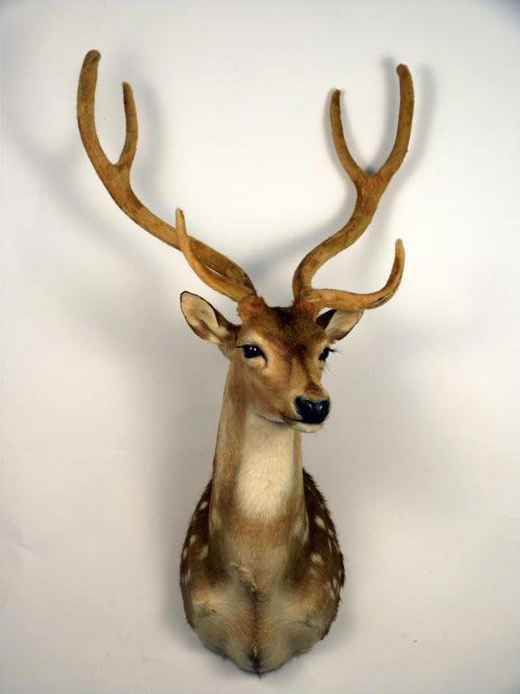American Axis Deer Large Shoulder Mount: Large 6 point