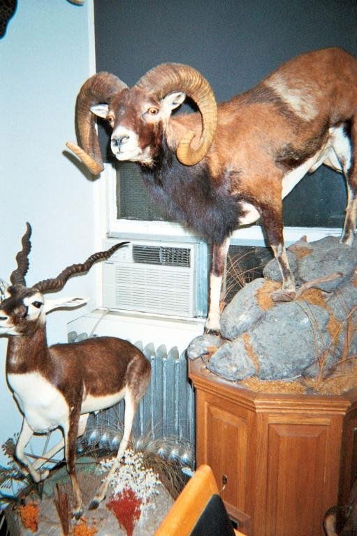 African Mouflon Sheep Full Mount on Platform: Award winning mount on naturalistic base.