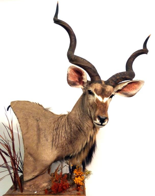 African Greater Kudu Shoulder Mount on Platform: African shoulder mount on naturalistic base platform pedestal.