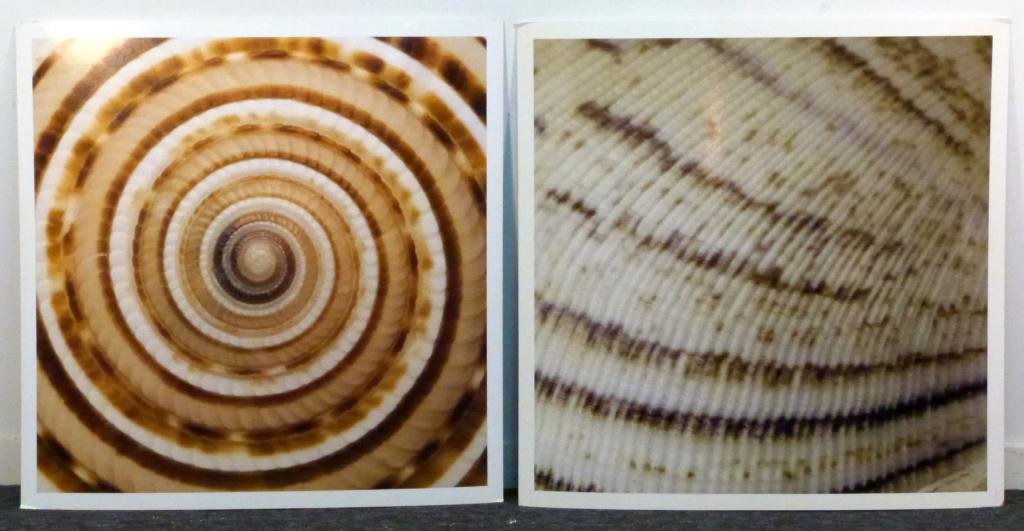 Ben Wood - 4 Large Photos of Sea Shells: 39 1/2 squared."