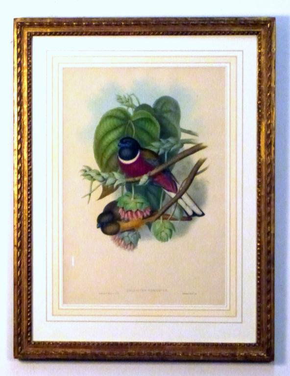 John Gould Colored Bird Print: Harpactes Fasciatus (Malabar Trogon). Framed and matted under glass. 21H x 15"W (30"H x 23"W)"