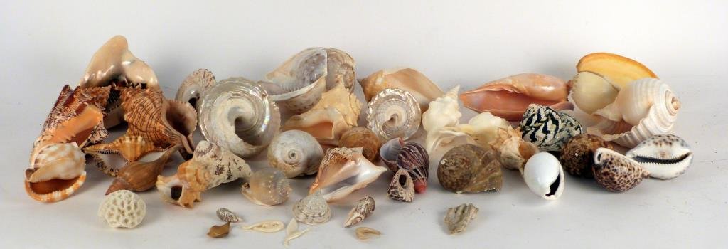 40+ Sea Shells & Coral: Various shapes and sizes. Largest: 8 1/2" W X 4 1/2" H.