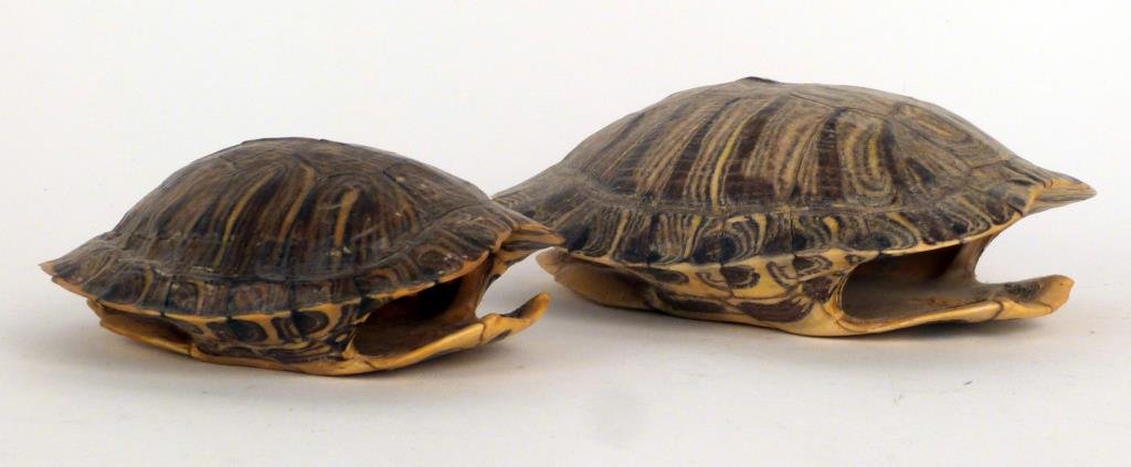 2 Turtle Shells: Larger: 6" W X 4 1/2" X 2 1/2" H.