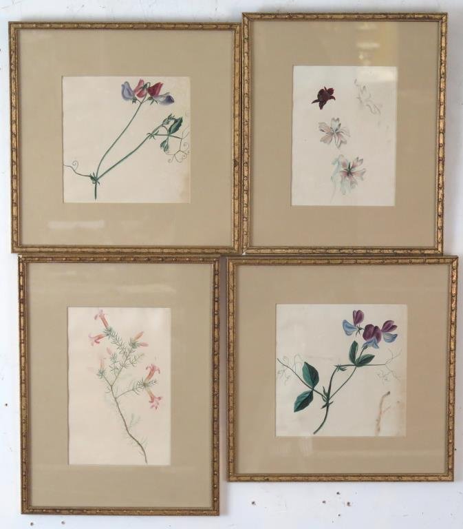Unsigned- 4 19th C Botanical Studies (1 of 3)