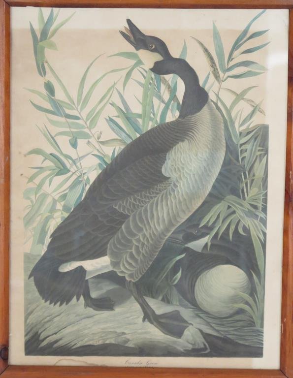 Audubon Style Naturalist Print (1 of 5)