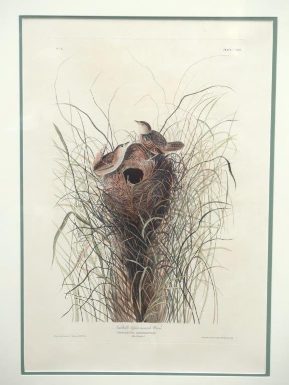 After J. J. Audubon  - Hand Colored Print (1 of 9)