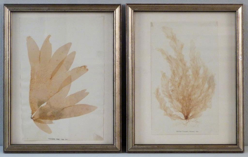 2 Mixed Media Nature Collages (1 of 5)