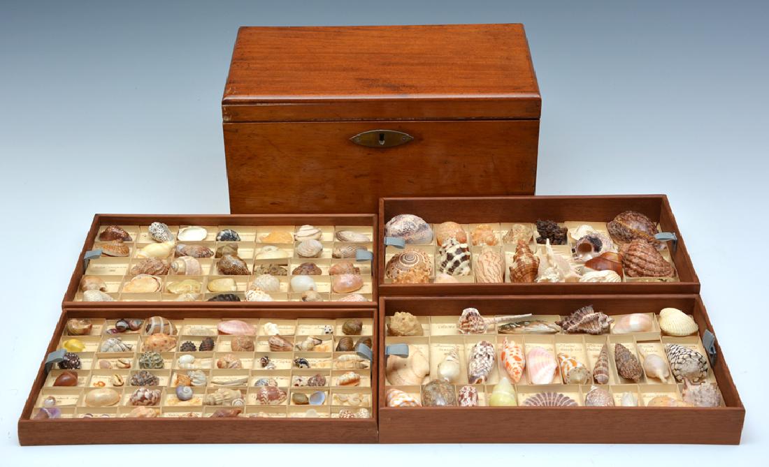 Sea shell collection in Mahogany fitted box (1 of 7)