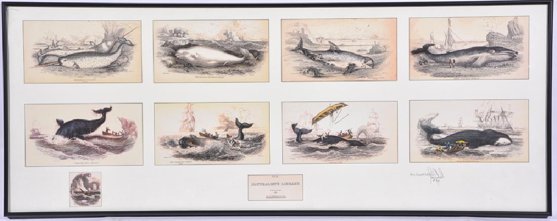 1864 Mammalia, Steve Crandell Collection (1 of 3)