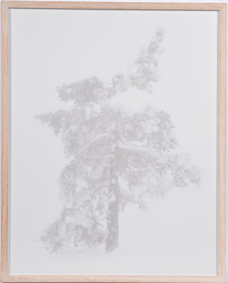 Trine Sondergaard & Nicolai Howalt, Digital c Print: Trine Sondergaard & Nicolai Howalt, "Tree Zone" Tree no. 8, 2008, Digital c Print, Certificate of Authenticity on back. 31" x 24 3/4"; frame: 32 3/4" x 25 1/2". Very good condition. Purchased for $2,7