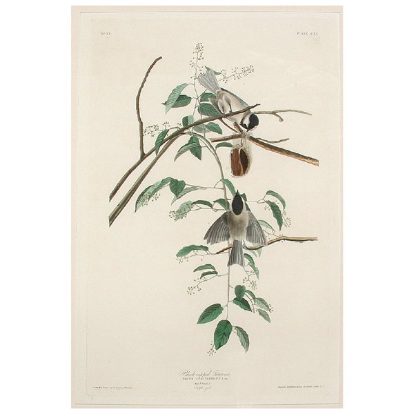 J.J. Audubon, Black Capped Titmouse