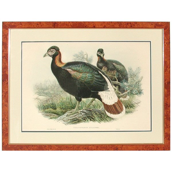 J. Gould & W. Hart Print, Chalcophasis Sclateri
