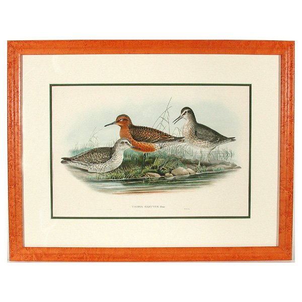 J. Gould & W. Hart Print, Tringa Canutus, Linn