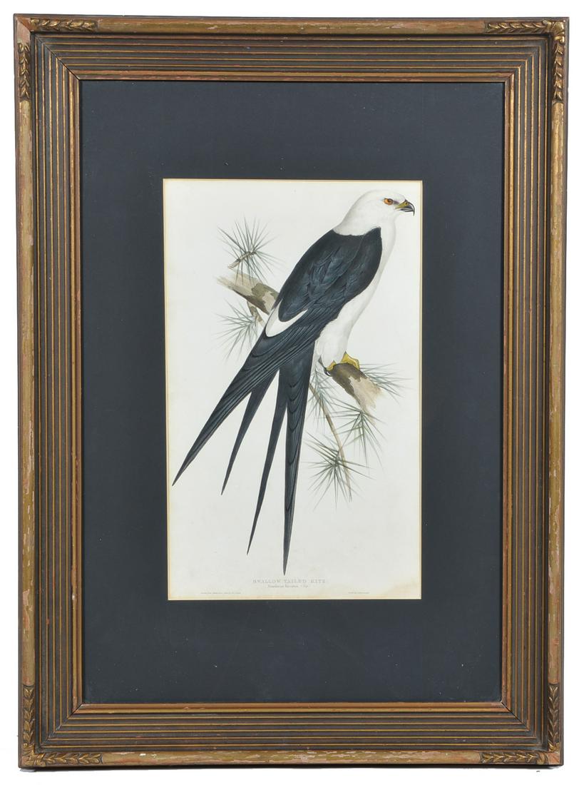 J Gould, Swallow Tailed Kite Colored Lithograph (1 of 3)