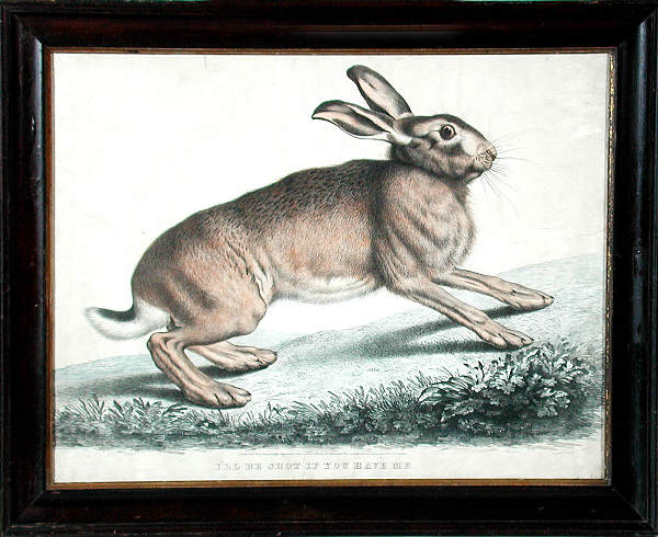 English Print of a Hare