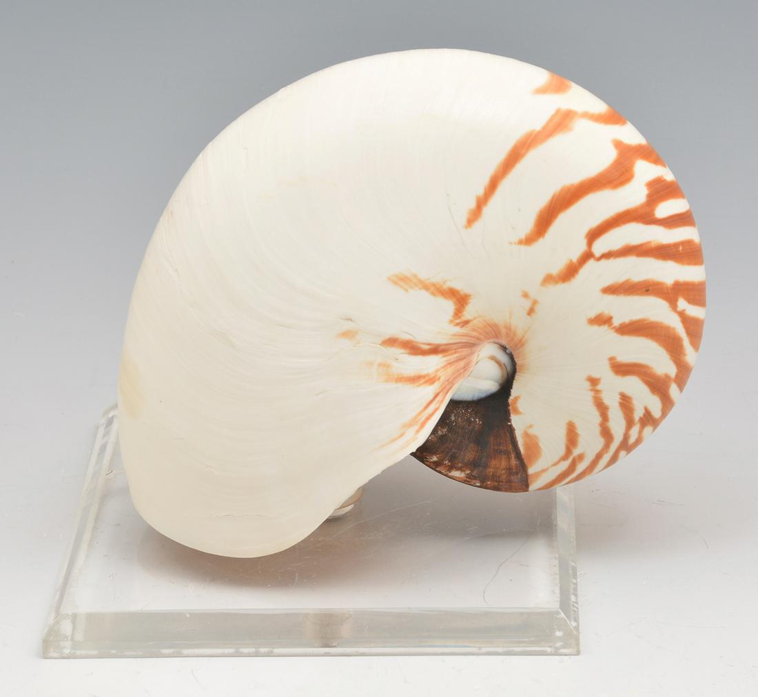 Nautilus shell with tiger striping (1 of 3)