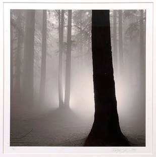 Rolfe Horn (American, b. 1971), "Redwoods, Study 5": Rolfe Horn (American, b. 1971), "Redwoods, Study 5", 2002, gelatin silver print, pencil signed and dated lower right, edition 16/45 lower left and titled, dated, numbered and signed verso as shown. 10