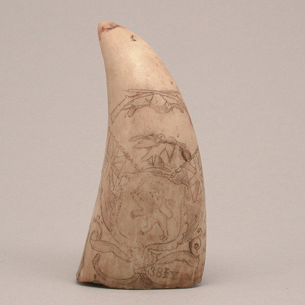 Antique scrimshaw sperm whale tooth: SCRIMSHAW. Antique scrimshaw sperm whale tooth done on both sides. Scrimshaw is done in 'pin prick' style with crossed muskets, powder horn, dove with an olive branch in its beak, lion, British flags 
