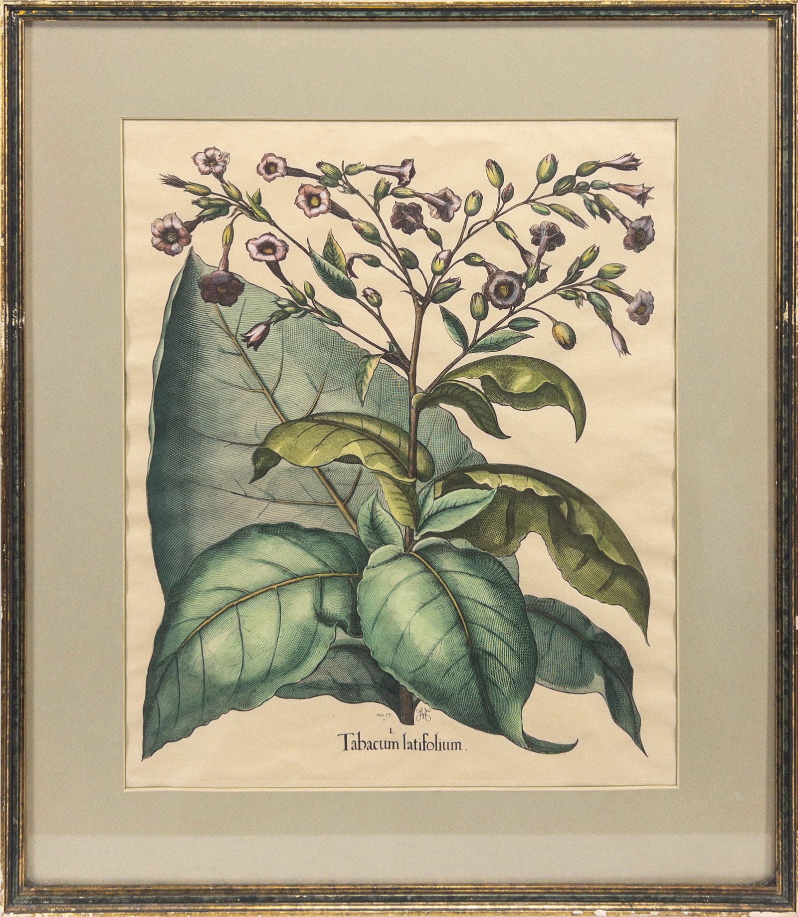 Basilius Besler (1561-1629) 17th C. Hand Colored Engraving (1 of 4)
