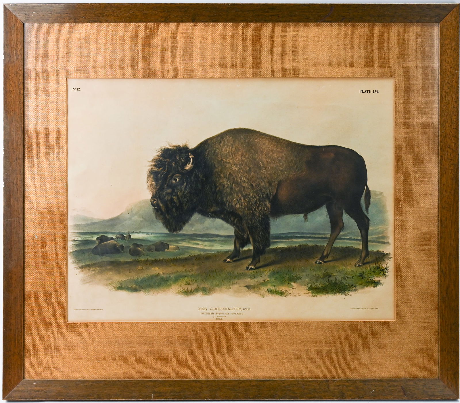 John James Audubon American Bison or Buffalo Lithograph (1 of 11)