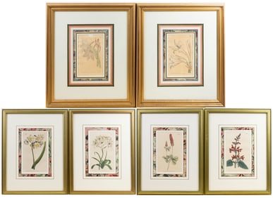 Set of 6 18th C. William Curtis London Botanical Engravings