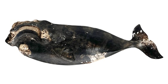 1995 Wick Ahrens Carved Wood "Bowhead Whale"