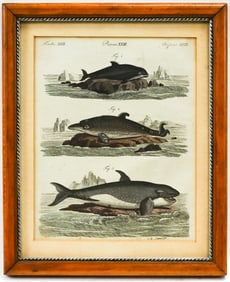 18th/19th C. German Hand Colored Engraving of Whales