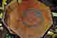 item-131602946=6
