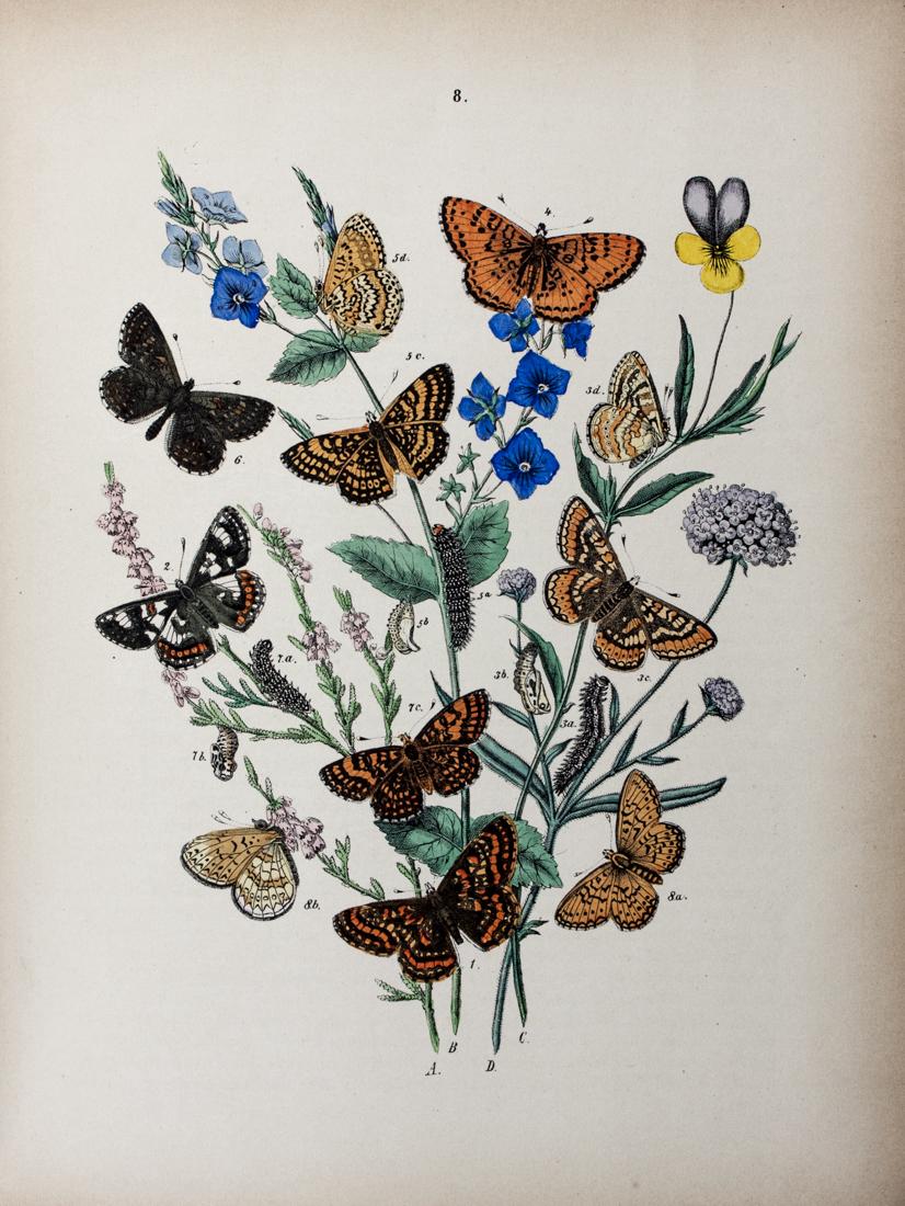 Kirby, European Butterflies and Moths: Kirby William Forsell, European Butterflies and Moths. With 61 coloured plates. Based upon Berge's 'Schmetterlingsbuch'. London, Paris, New York & Melbourne: Cassell, 1889. In-4° (mm 275x212)