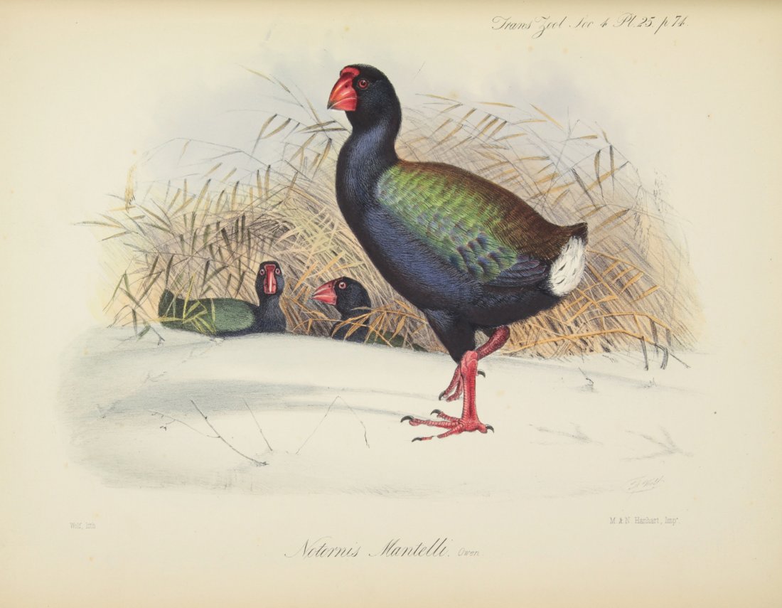 Mantell Gideon Algernon: Mantell Gideon Algernon. Notice of the Discovery by Mr. Walter Mantell in the Middle Island of New Zealand, of a Living Specimen of the Notornis, a Bird of the Rail Family, Allied to Brachypteryx, and