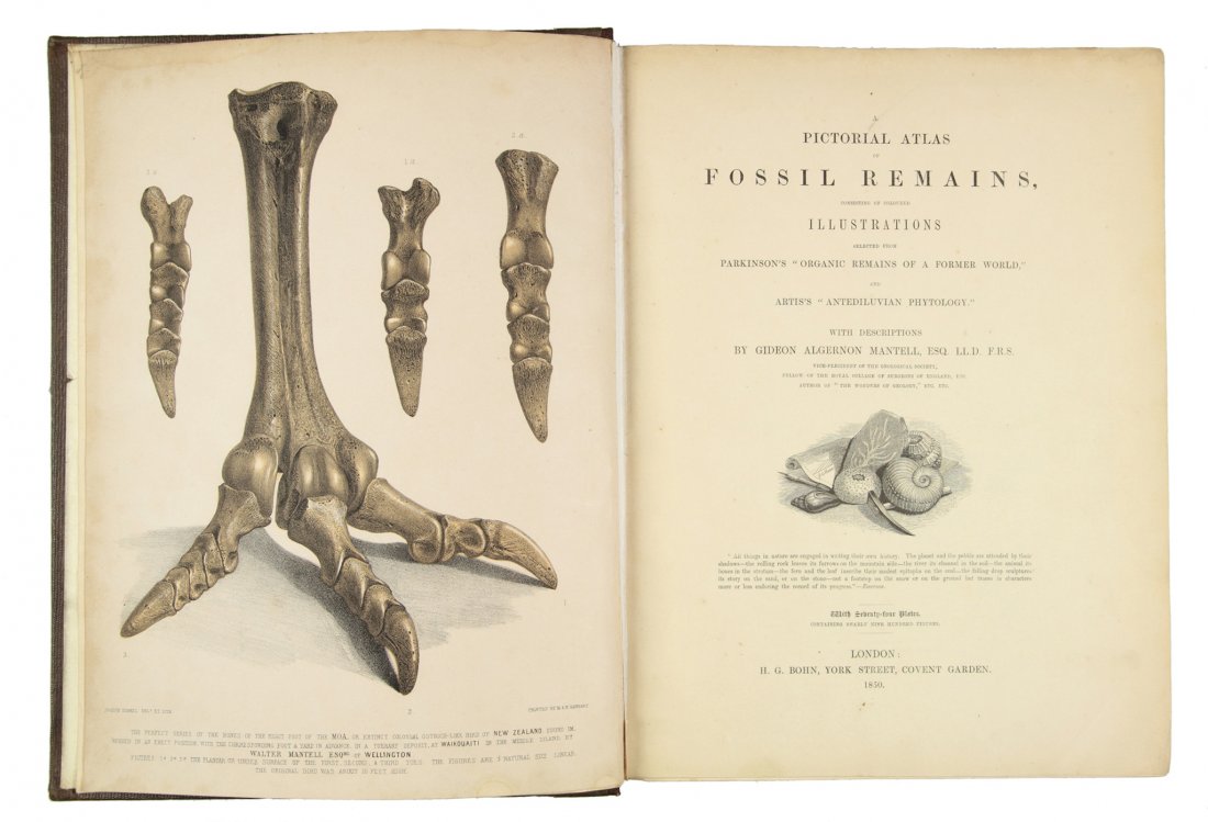 Mantell Gideon Algernon: Mantell Gideon Algernon. Pictorial atlas of fossil remains... London: H.G. Bohn, York street, Covent Garden, 1850. In-4° (mm 285x210). Pagine XII, 13-207, [1], con 1 tavola litografica a colori in