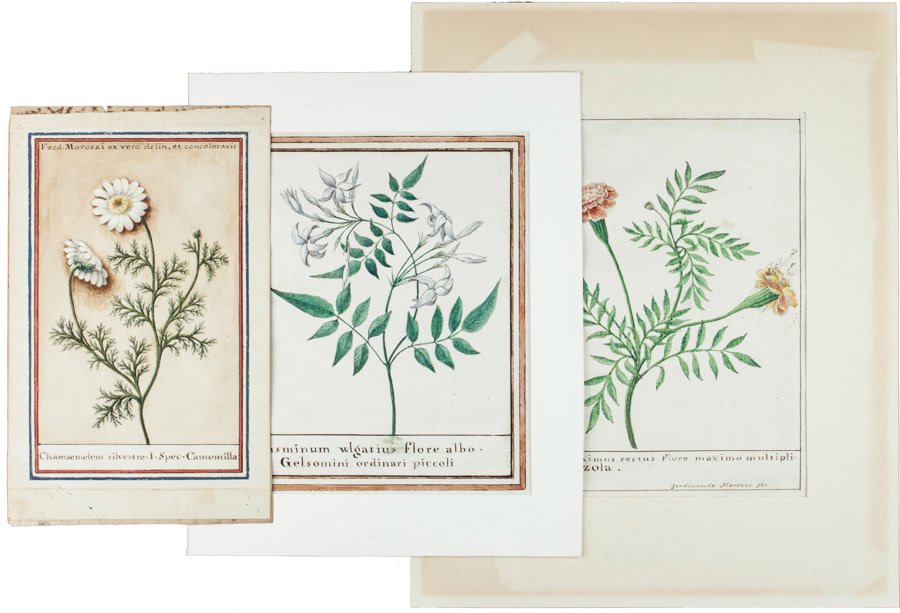 Ferdinando Morozzi (1 of 1)