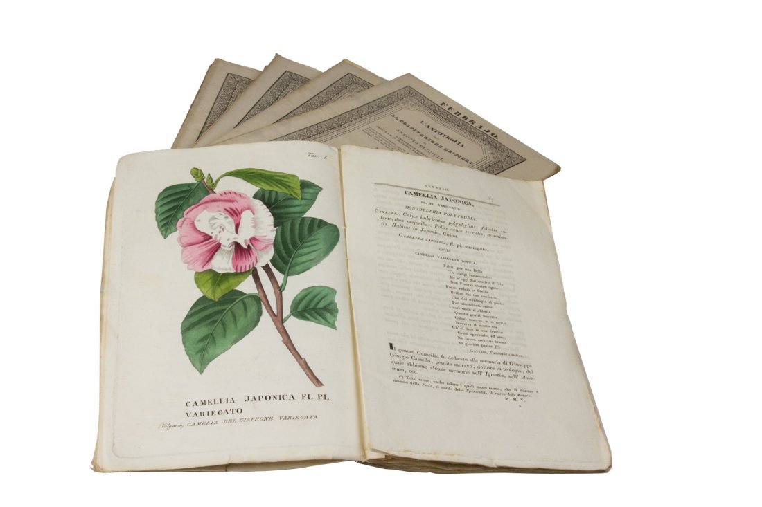 Piccioli, L'antotrofia (1 of 2)