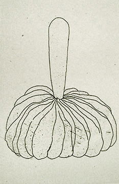 Jim Dine A lot of two Untitled (Carrot); Untitled: 1968/1969 Etchings Numbered 35/75 From the collaborative portfolio with Lee Friedlander; Cut from the portfolio sheets with various uneven margins Signed in pencil on recto; Signed and numbered in pen