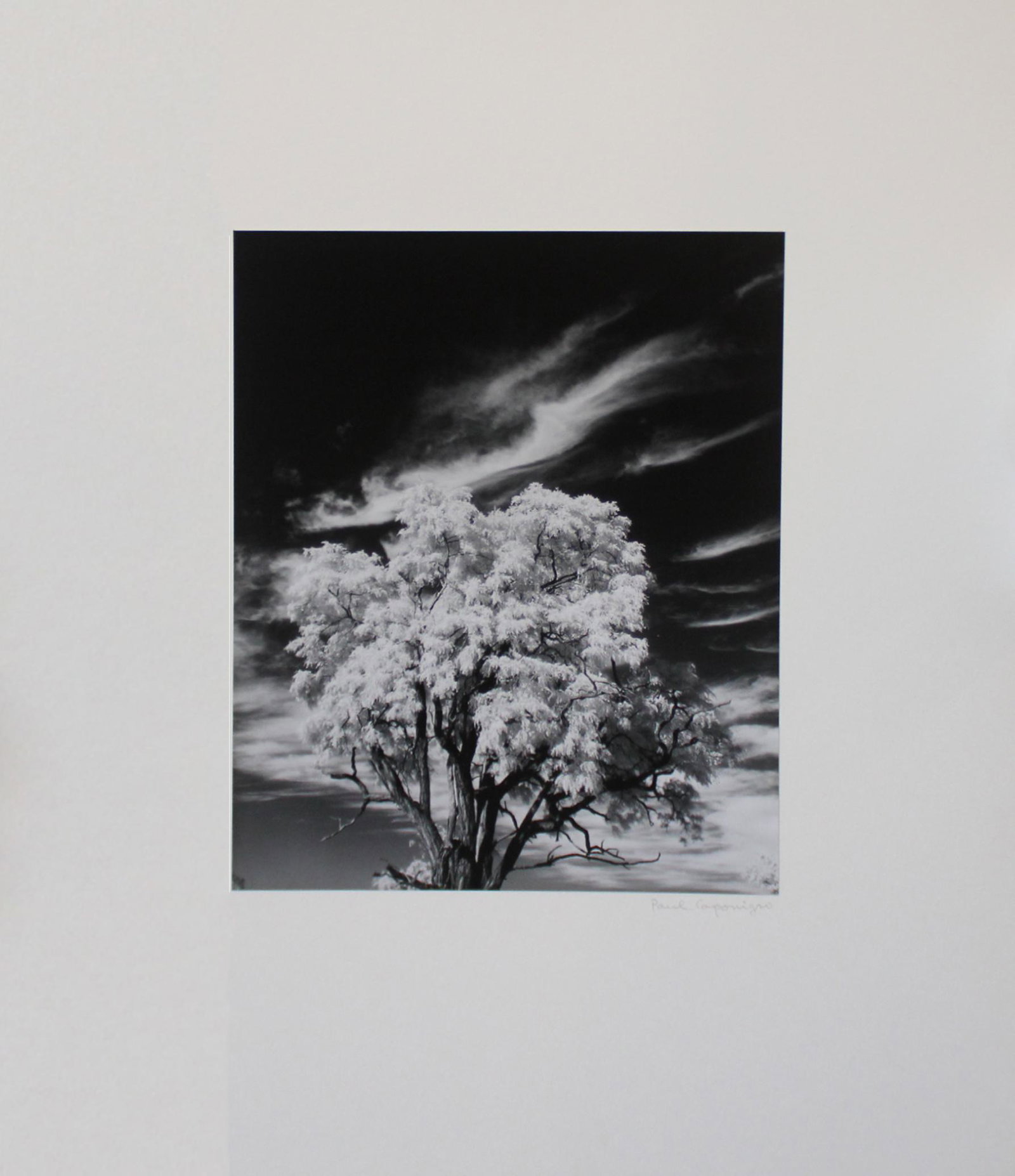 Paul Caponigro (1932) Infrared Tree, Rochester, NY , 1958: Gelatin Silver Print Signed on recto Archival board 17 x 14 inches Image: 9 ½ x 7 ¾ inches Framed: 22 1/4 x 19 1/4 inches