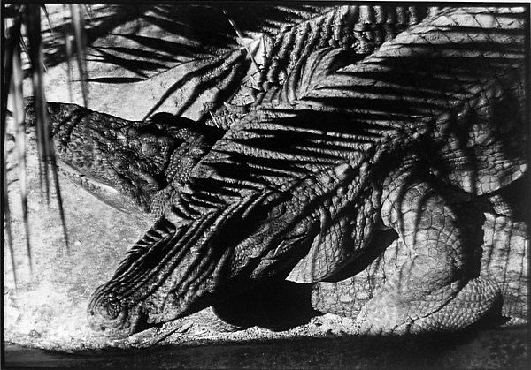 Robert Rauschenberg, Untitled (Ft. Myers),: 1971/91 Gelatin silver print Numbered 27/75 Signed and numbered in ink on recto margin Image: 11 x 14 inches; Framed: 17 x 20 inches