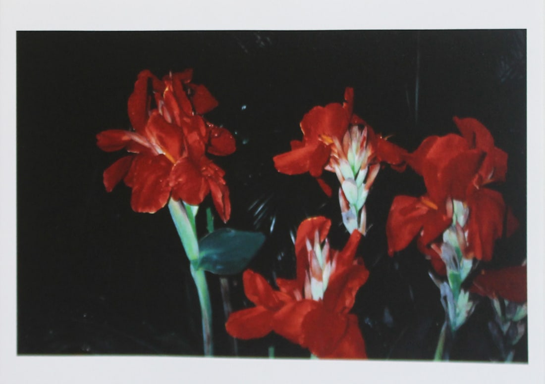 Nobuyoshi Araki: Red Flowers, 1996 (1 of 4)