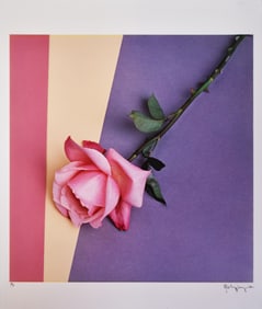 Robert Mapplethorpe: Rose, 1987