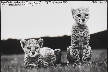 Peter Beard: Orphaned cheetah cubs in Mweiga National Park headquarters, for The End of the Game,