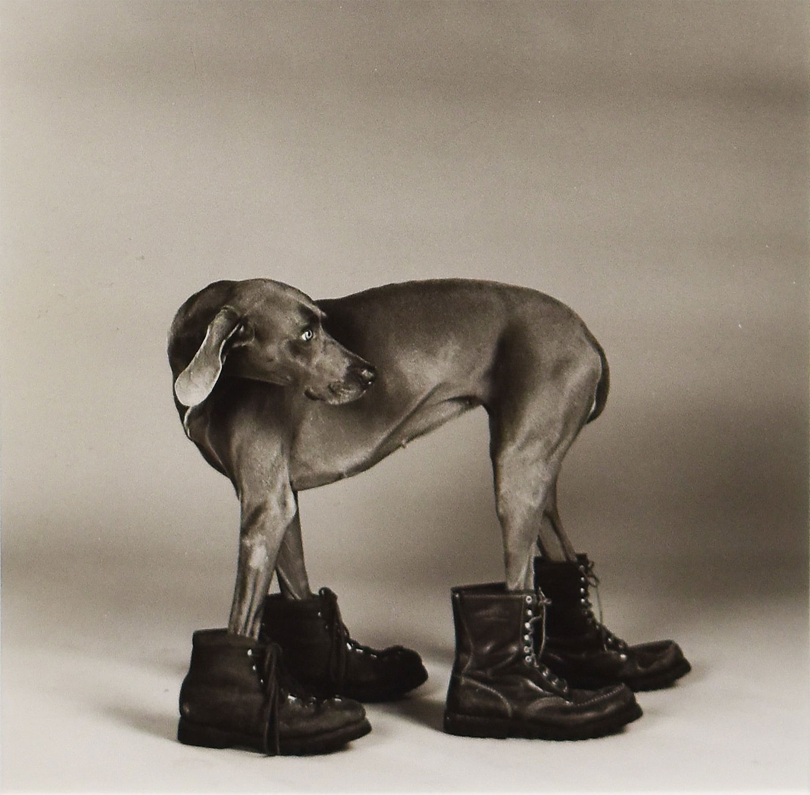 William Wegman (1943): Untitled (Faye Ray in Boots), 1988: William Wegman (1943) Untitled (Faye Ray in Boots), 1988 Gelatin Silver PrintSigned/dated by artist on versoImage: 6.125 x 6.125 in; Framed: 15 x 12 in