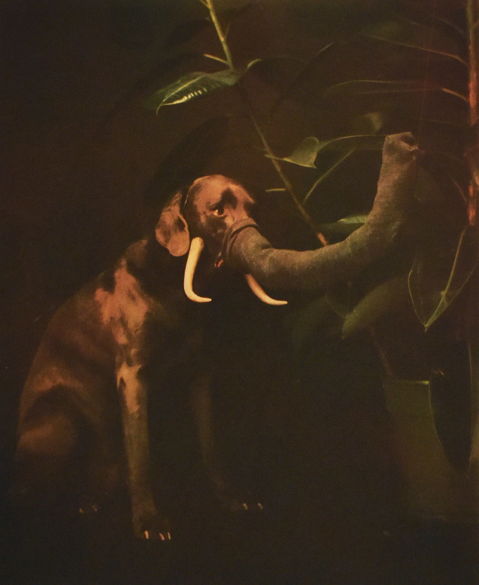 William Wegman (1943): Elephant Dog, 1988 (1 of 5)