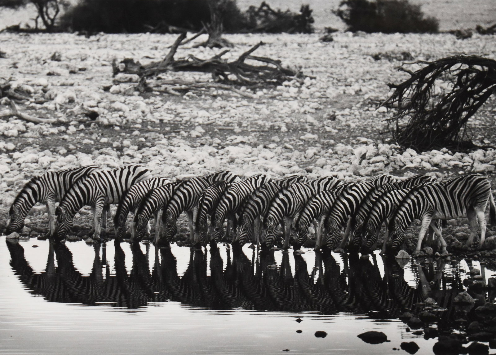 Sebastiao Salgado (1944-2025): Mountain Zebra (they are confined to hilly country), 2005: Sebastiao Salgado (1944-2025) Mountain Zebra (they are confined to hilly country), 2005 Gelatin silver print Signed, titled & dated in pencil on verso with photographer?s blindstamp on recto From 'Afr