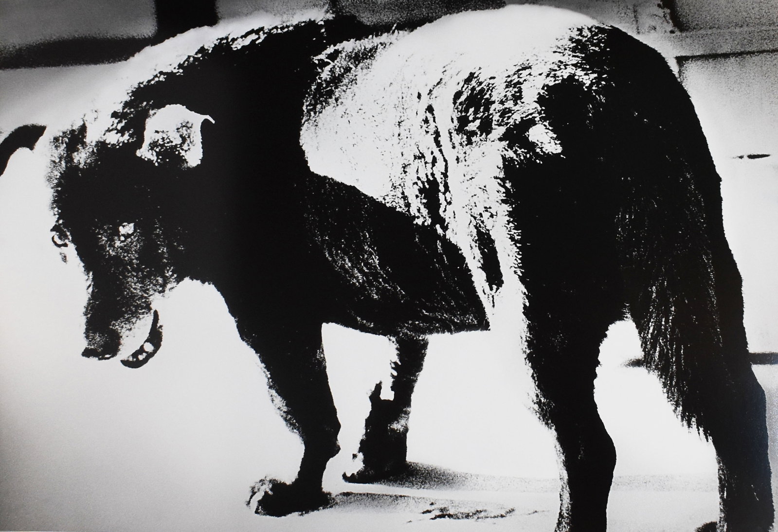 Daido Moriyama (1938): Stray Dog, Misawa, 1971/Printed 2006: Daido Moriyama (1938) Stray Dog, Misawa, 1971/Printed 2006 Gelatin silver print Signed on verso (#1) Dimensions: 41.5 x 52 in